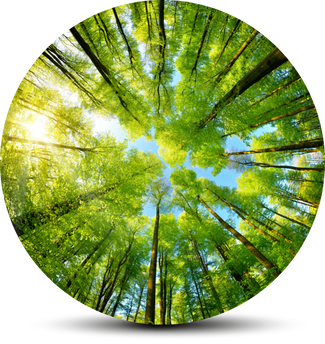 Blick nach oben in sonnendurchflutete Baumkronen.